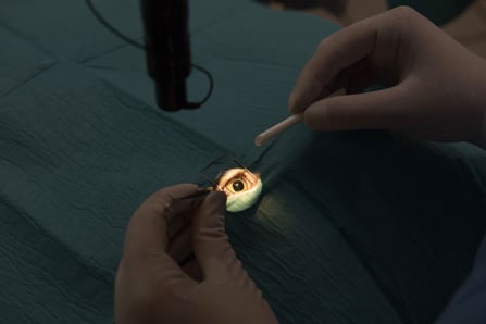 Ophtalmologie vétérinaire Lyon- Chirurgie de l'oeil