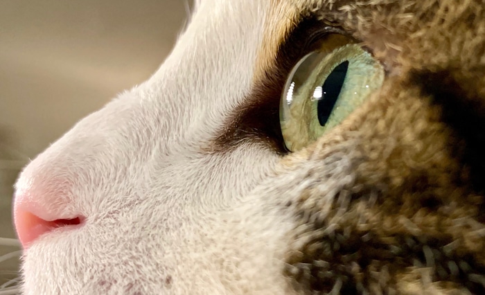 Ophtalmologie vétérinaire Lyon Oeil de chat