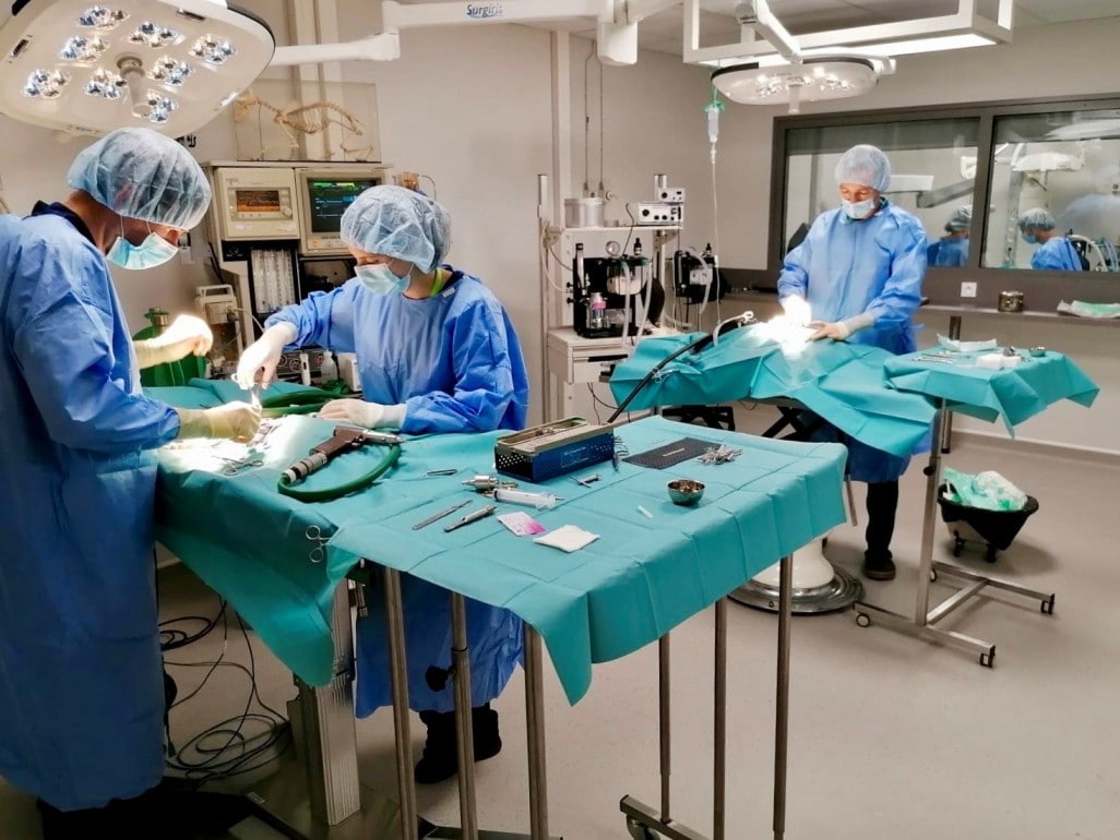 Veterinaire Lyon Chirurgie