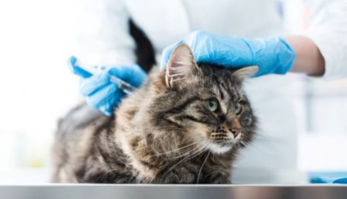 Point Pathologie : le typhus du chat