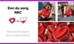 Don du sang NAC