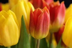 Les substances toxiques contenues par les tulipes sont présentes au niveau du bulbe. (image Pixabay)