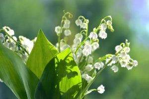 Symbole du printemps, le muguet est reconnaissable avec ses fleurs en forme de clochettes blanches. (image Pixabay)