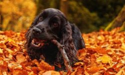 Chien qui mange des débris