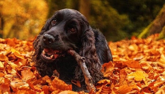 Automne : quelques précautions à prendre.