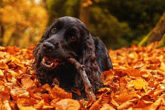 Chien qui mange des débris