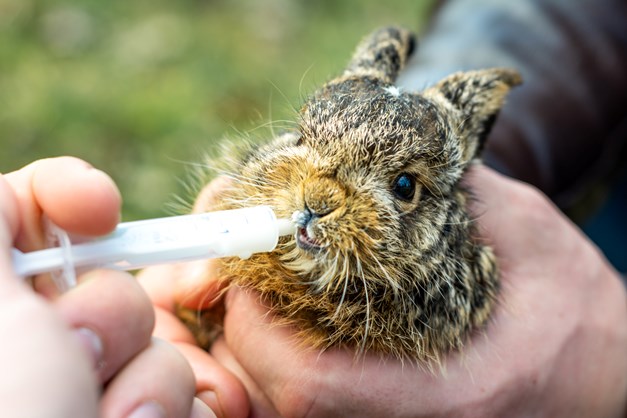 gavage d'un lapin