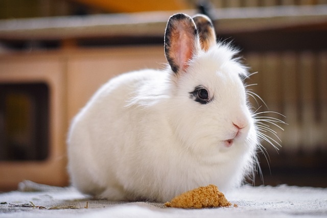 Lapin dans une cuisine