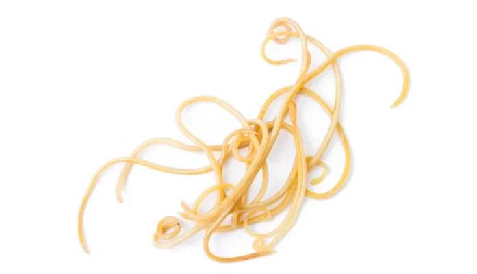 Les vermifuges chez les chiens et les chats