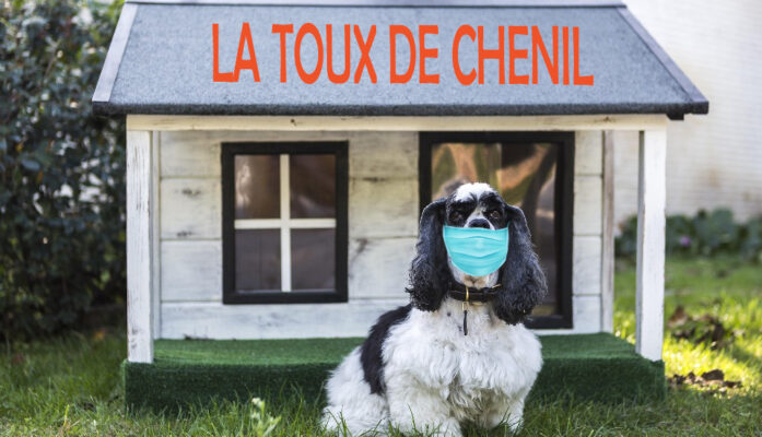 La toux de chenil chez le chien : ce qu’il faut savoir