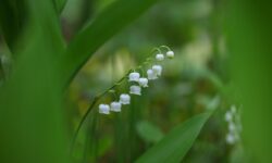 Muguet