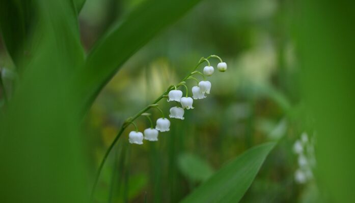 1er mai : attention au muguet