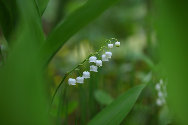 Muguet